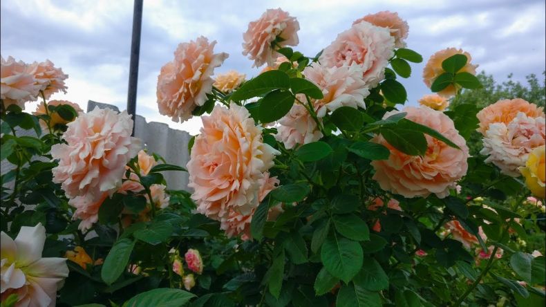 Плетистые Розы: Описание 20 Сортов, Посадка, Уход | 75 Фото
